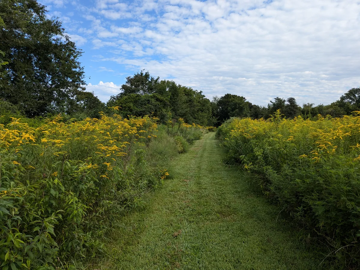 The giant goldenrod is really taking off in the back field