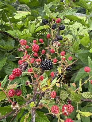 One of the many blackberry patches we have on our property