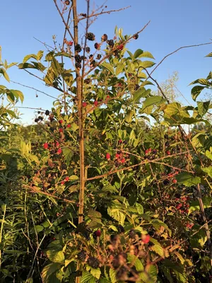 So many blackberries 🪣